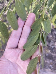 Robinia neomexicana