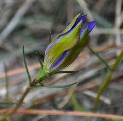 Gentiana autumnalis