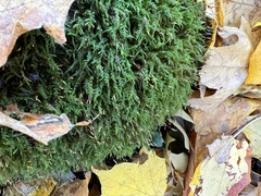 Thamnobryum alleghaniense