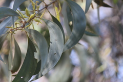Acacia crassicarpa