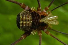 Gonyleptidae