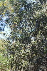 Acacia crassicarpa