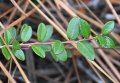 Vaccinium crassifolium