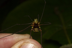 Gonyleptidae
