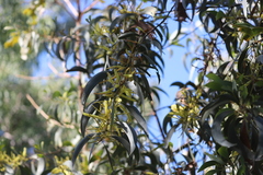 Acacia crassicarpa