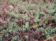 Vaccinium crassifolium