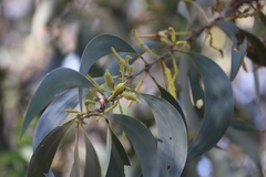 Acacia crassicarpa