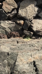 Gallotia stehlini