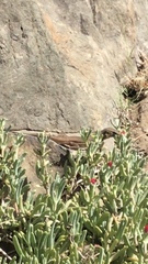 Gallotia stehlini