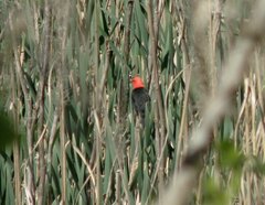 Amblyramphus holosericeus