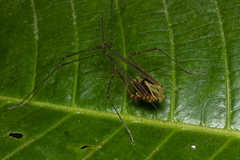 Gonyleptidae