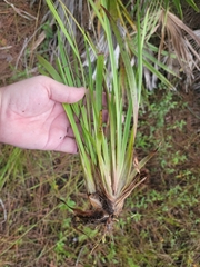 Xyris ambigua