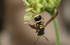 Ancistrocerus bustamente
