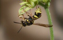 Ancistrocerus bustamente