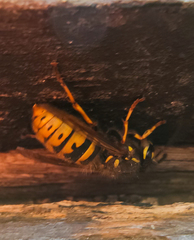 Vespula vulgaris