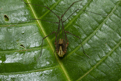 Gonyleptidae
