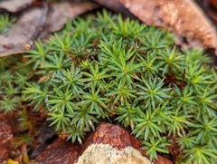 Dawsonia longiseta