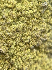 Flavoplaca