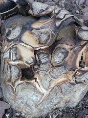 Scleroderma polyrhizum