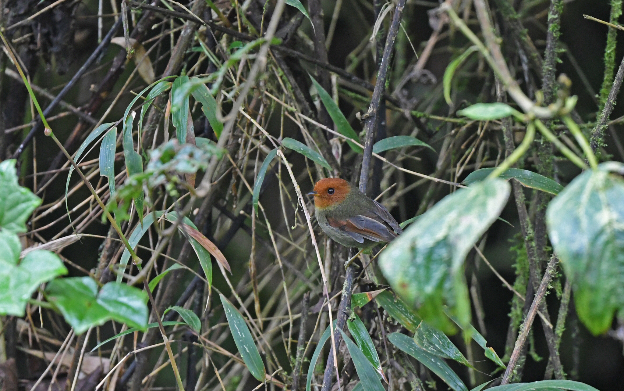 Rufous-headed Pygmy Tyrant (Pseudotriccus ruficeps), photo 6