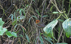 Pseudotriccus ruficeps