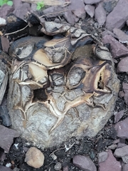 Scleroderma polyrhizum