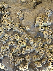 Balanomorpha