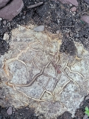 Scleroderma polyrhizum