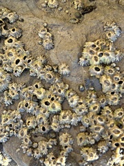 Balanomorpha