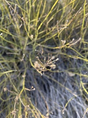 Chloracantha spinosa