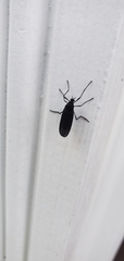Penthetria heteroptera