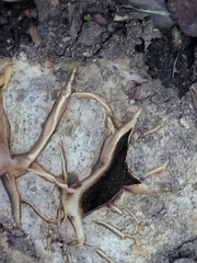 Scleroderma polyrhizum