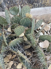 Opuntia phaeacantha