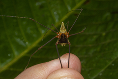 Gonyleptidae