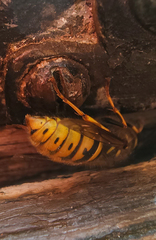 Vespula vulgaris
