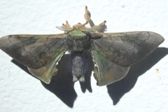 Bombycidae
