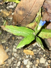Commelina diffusa