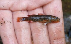 Etheostoma caeruleum