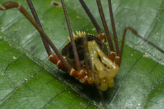 Gonyleptidae