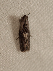 Sciota melanostyla