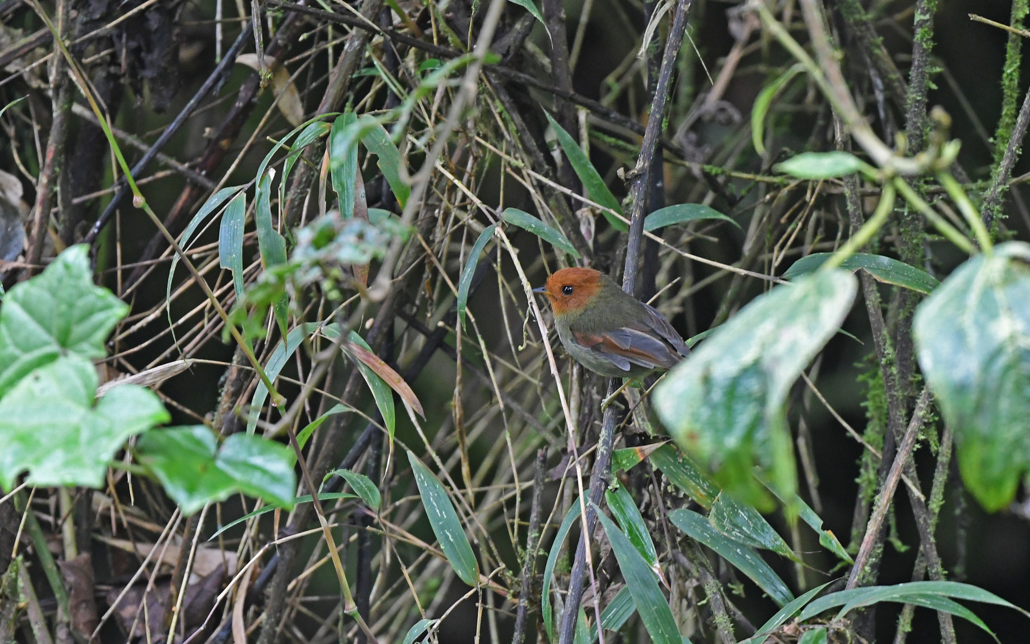 Rufous-headed Pygmy Tyrant (Pseudotriccus ruficeps), photo 7