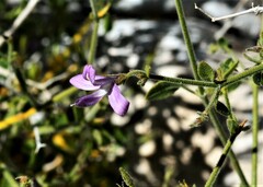 Carlowrightia serpyllifolia