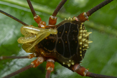 Gonyleptidae