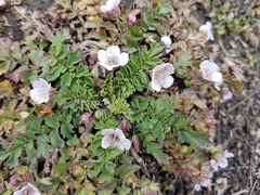 Phacelia platycarpa