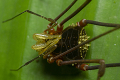 Gonyleptidae