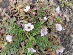Phacelia platycarpa