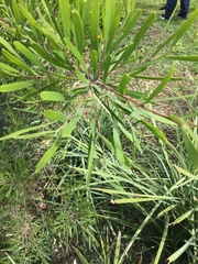 Acacia mucronata