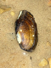 Sagittunio subrostratus