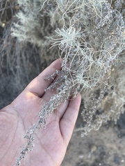 Artemisia filifolia