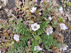 Phacelia platycarpa